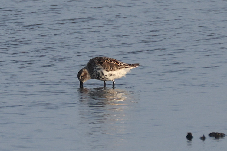 Calidris alpina: Bild 12