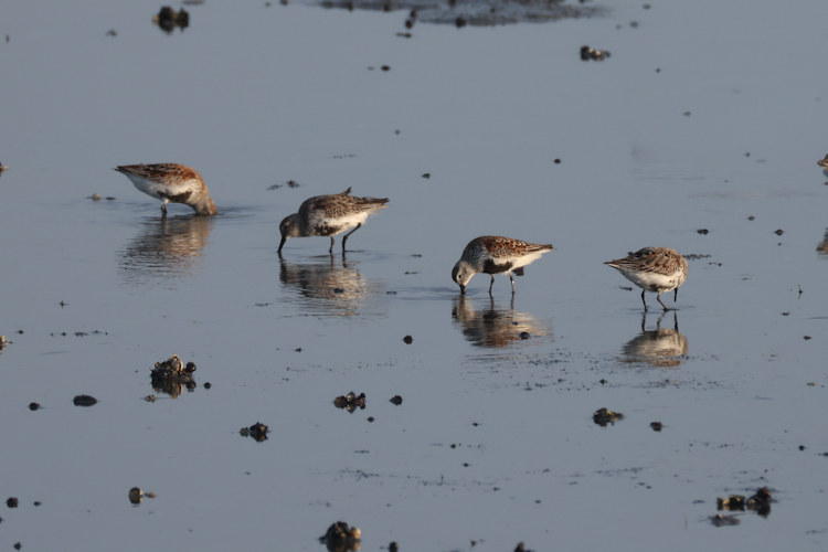 Calidris alpina: Bild 13