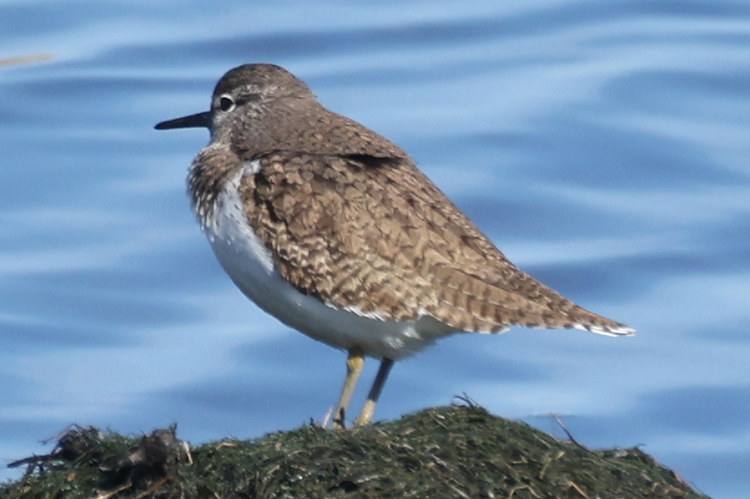 Actitis hypoleucos: Bild 3