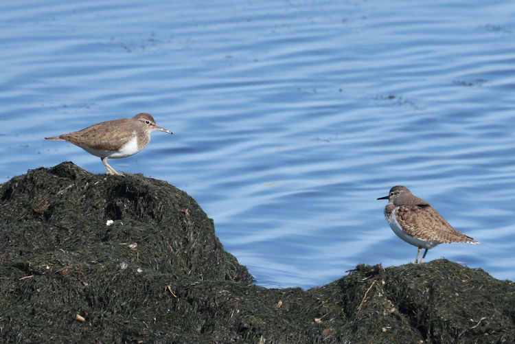 Actitis hypoleucos: Bild 4