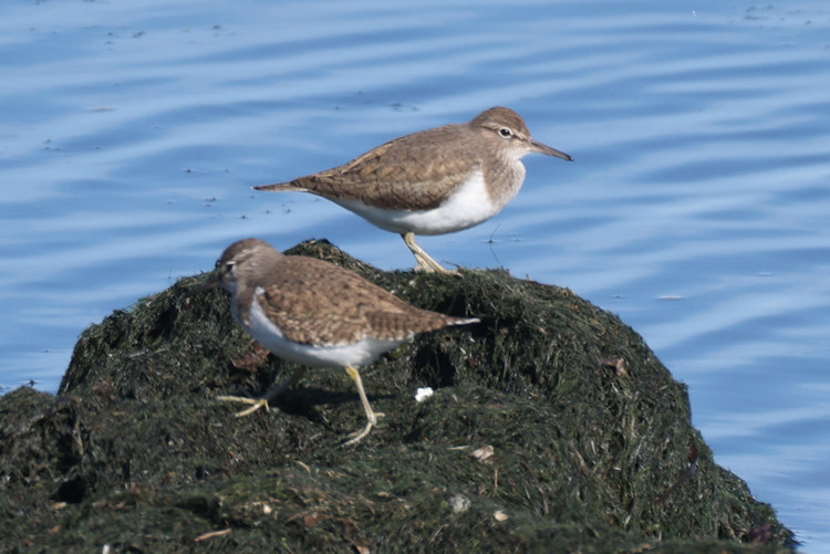 Actitis hypoleucos: Bild 5