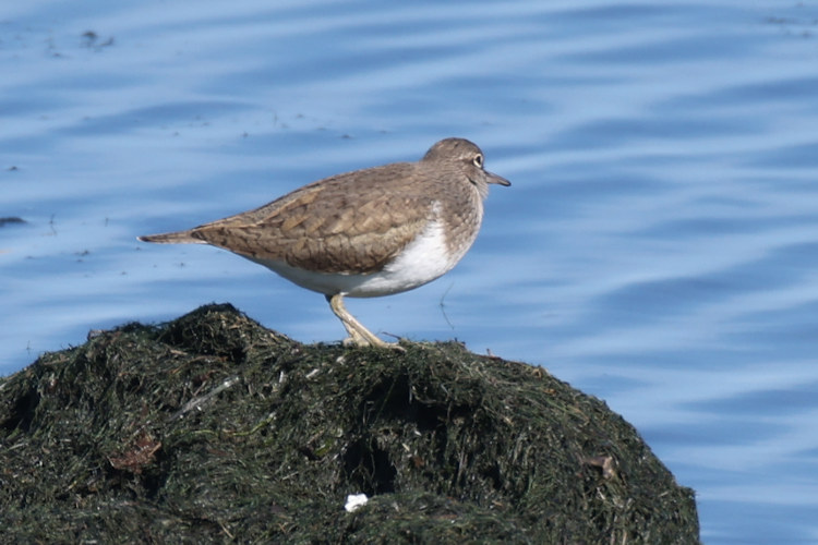 Actitis hypoleucos: Bild 6