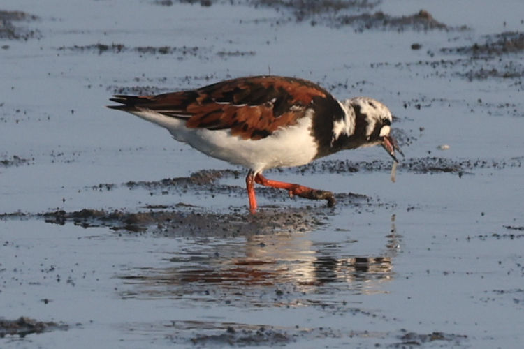 Arenaria interpres: Bild 1