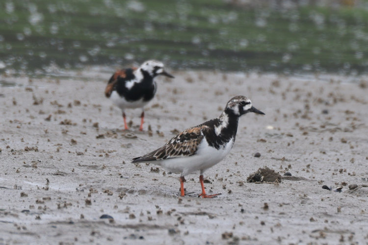 Arenaria interpres: Bild 4