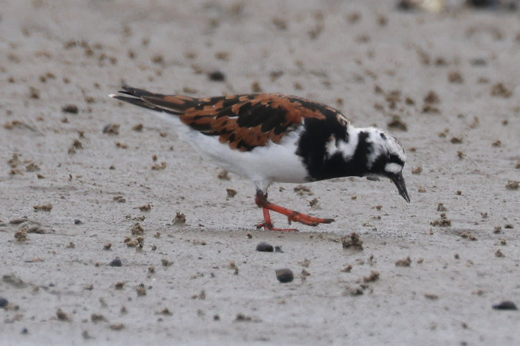 Arenaria interpres: Bild 5