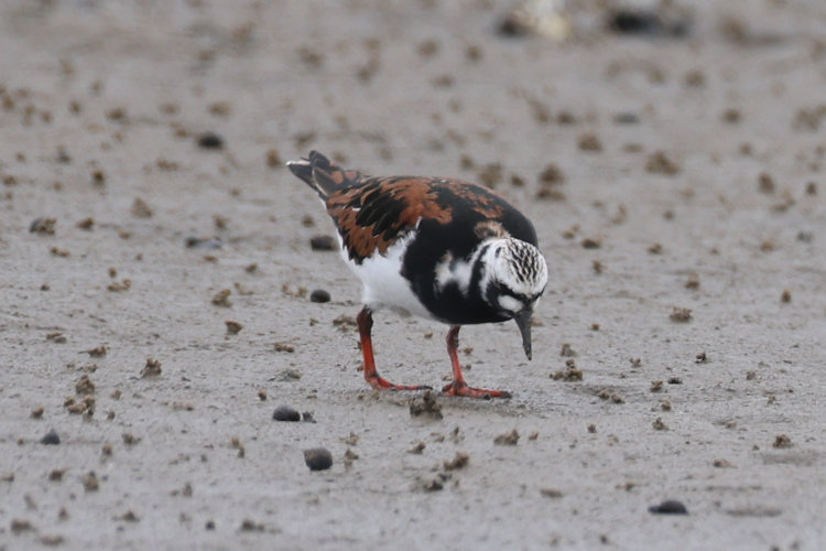Arenaria interpres: Bild 6
