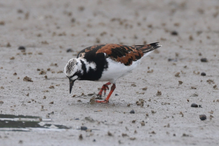 Arenaria interpres: Bild 7