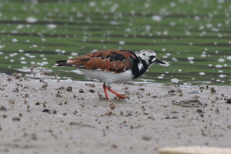 Arenaria interpres: Bild 8