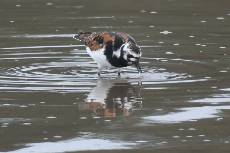 Arenaria interpres: Bild 9