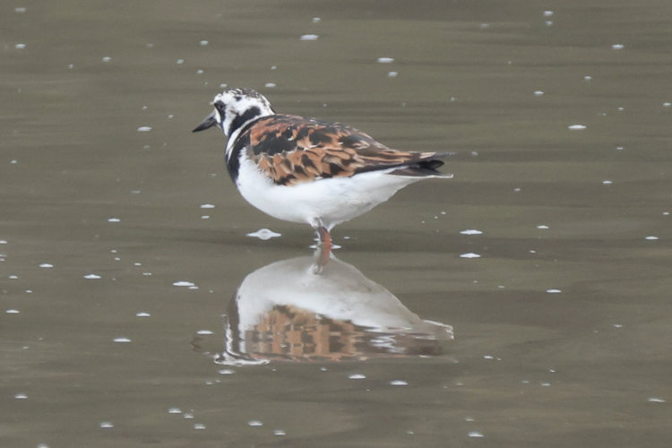 Arenaria interpres: Bild 11