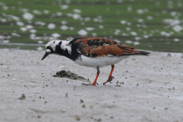 Arenaria interpres: Bild 26