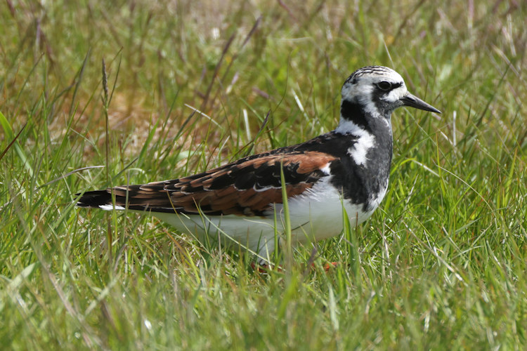 Arenaria interpres: Bild 30