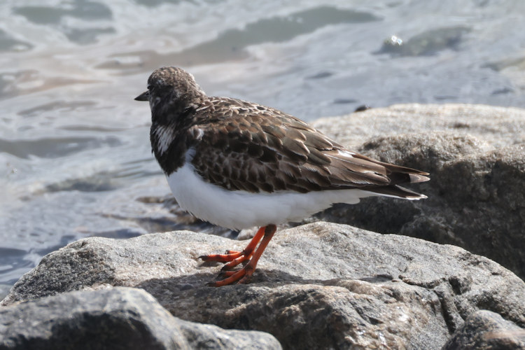 Arenaria interpres: Bild 34