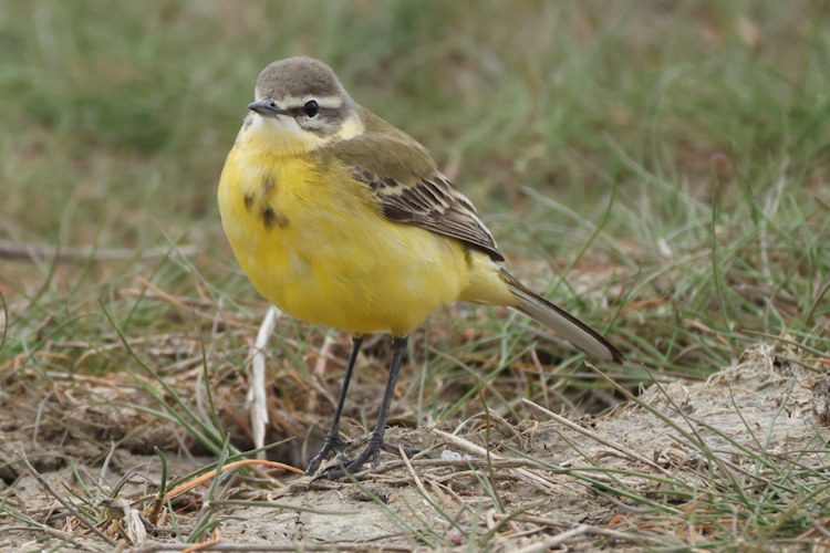 Motacilla flava: Bild 1
