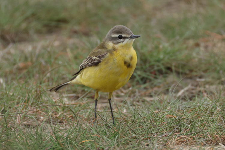 Motacilla flava: Bild 2