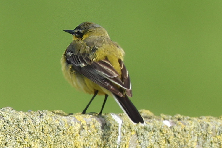 Motacilla flava: Bild 3