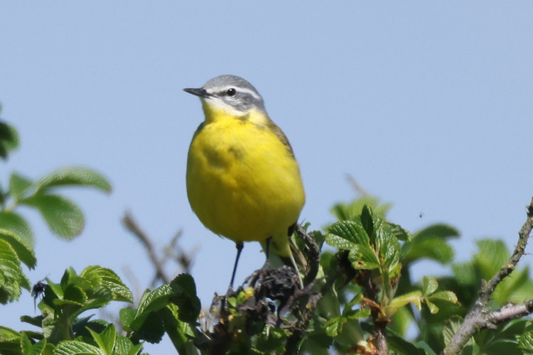 Motacilla flava: Bild 4