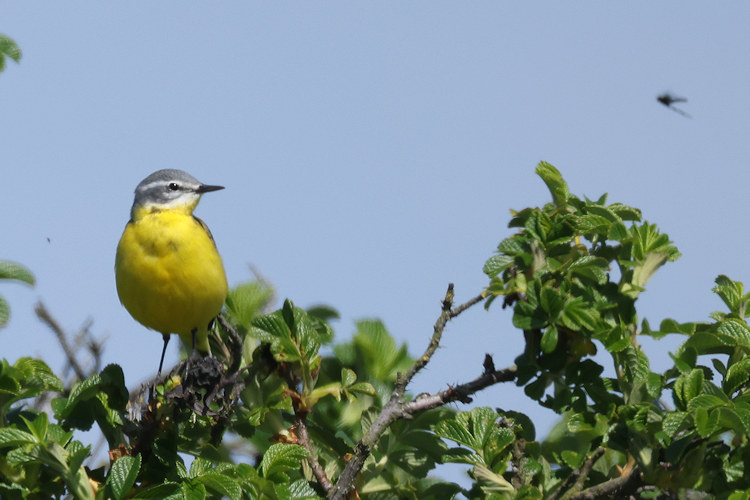 Motacilla flava: Bild 5
