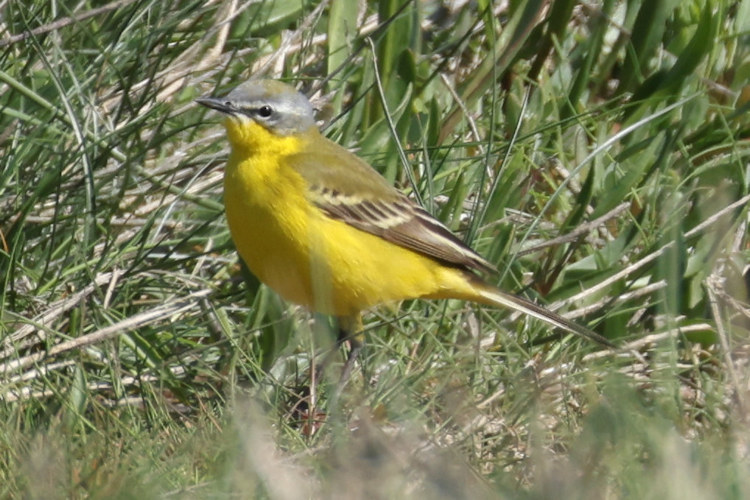 Motacilla flava: Bild 6