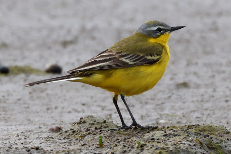 Motacilla flava: Bild 7
