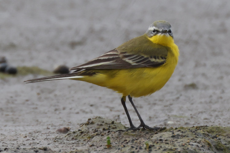 Motacilla flava: Bild 8