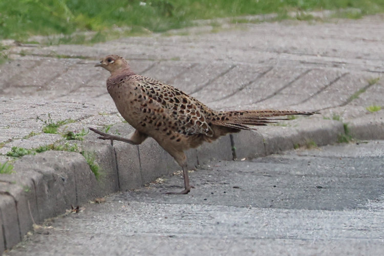Phasianus colchicus: Bild 2