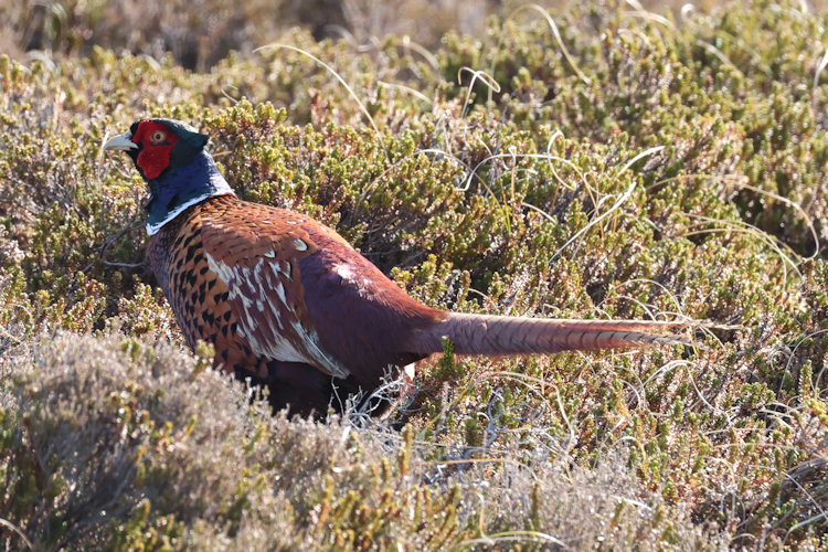 Phasianus colchicus: Bild 3