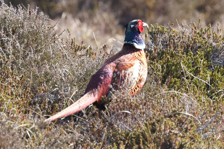Phasianus colchicus: Bild 4