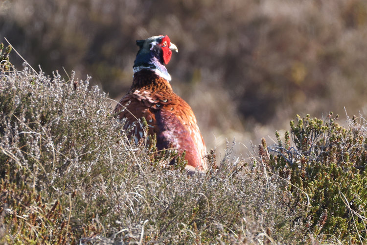 Phasianus colchicus: Bild 6