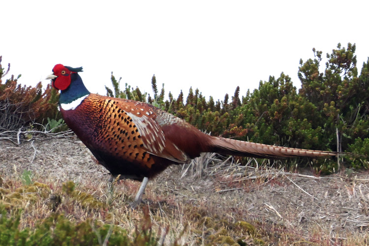 Phasianus colchicus: Bild 7