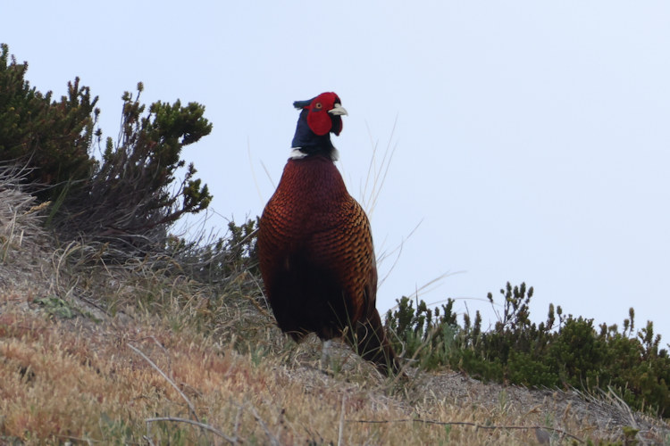 Phasianus colchicus: Bild 8
