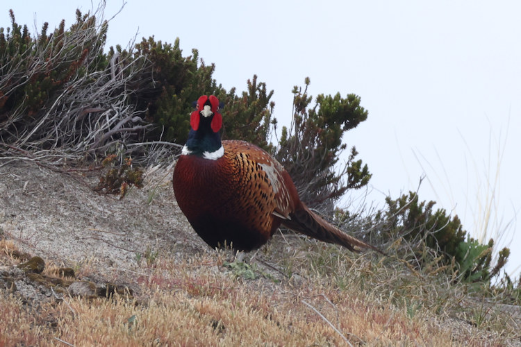 Phasianus colchicus: Bild 9
