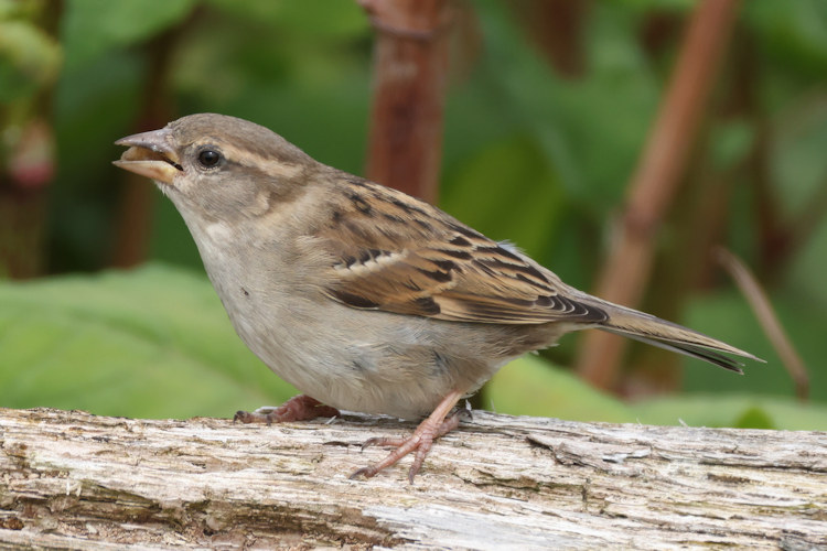 Passer domesticus: Bild 23