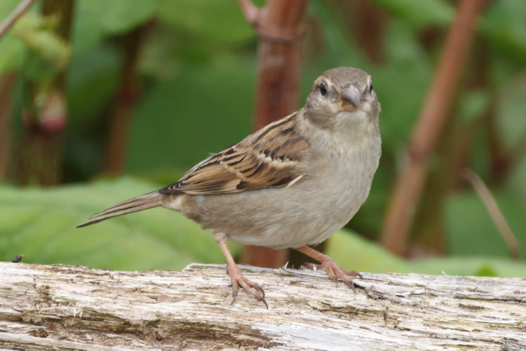 Passer domesticus: Bild 24