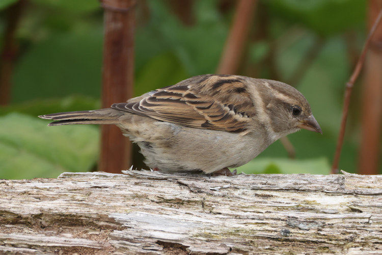 Passer domesticus: Bild 25
