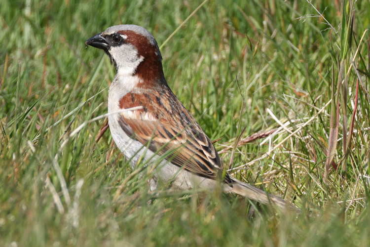 Passer domesticus: Bild 26
