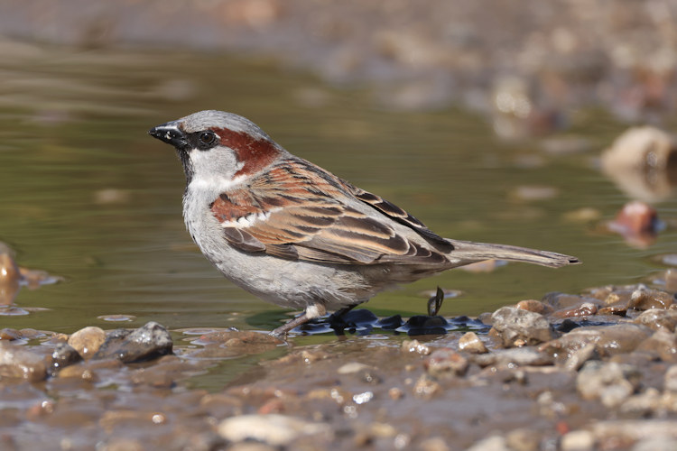 Passer domesticus: Bild 27