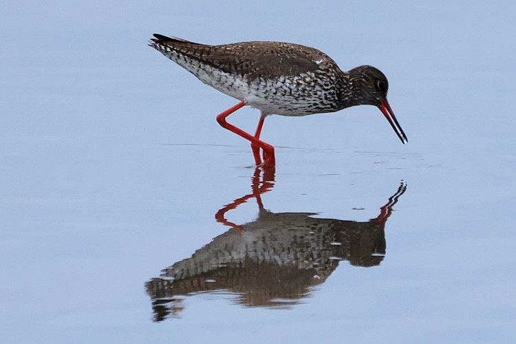 Tringa totanus: Bild 20