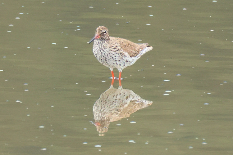 Tringa totanus: Bild 21