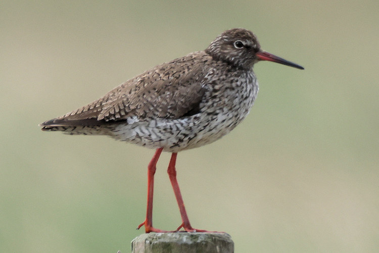 Tringa totanus: Bild 22
