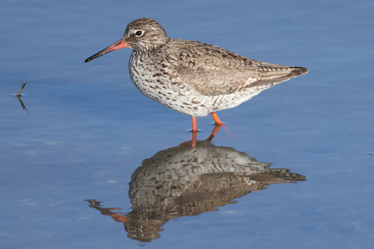 Tringa totanus: Bild 23