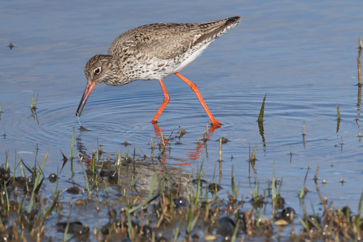 Tringa totanus: Bild 24