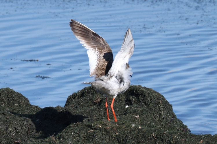Tringa totanus: Bild 25