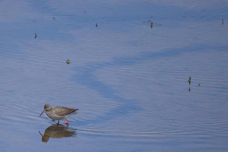 Tringa totanus: Bild 27