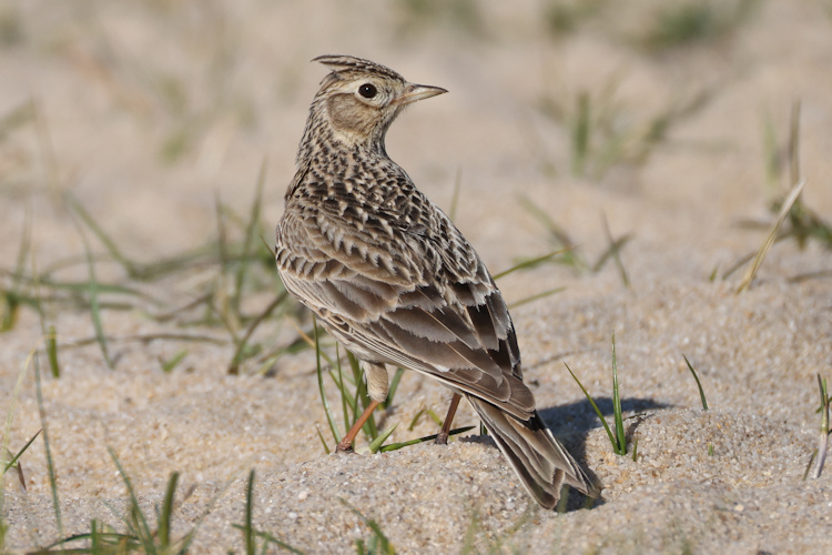 Alauda arvensis: Bild 5