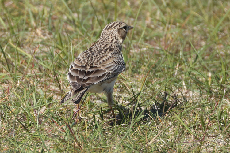 Alauda arvensis: Bild 6