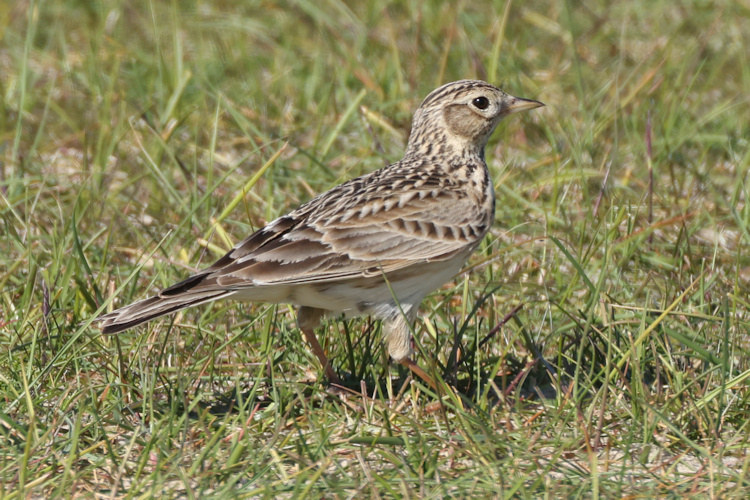 Alauda arvensis: Bild 7