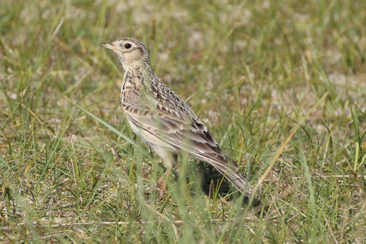 Alauda arvensis: Bild 8