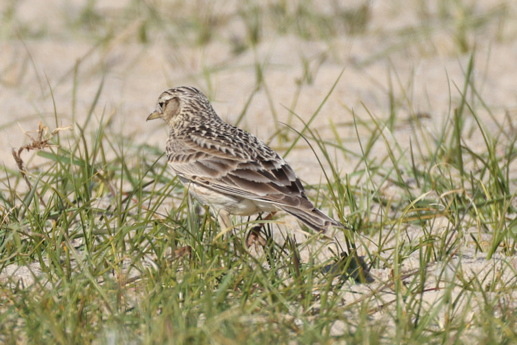 Alauda arvensis: Bild 10