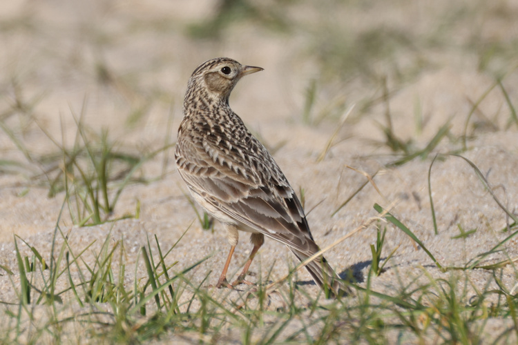 Alauda arvensis: Bild 11